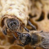 Matkovodstvo: kalendar, sistemi za izleganje matica